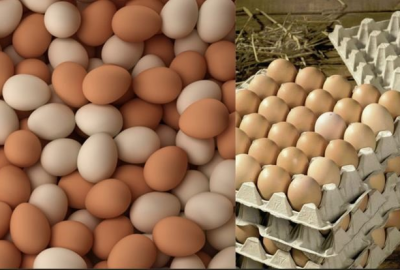 Cung cấp lòng đỏ trứng muối, trứng bắc thảo ở quận 12 TPHCM