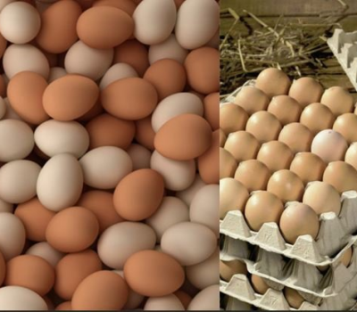 Cung cấp lòng đỏ trứng muối, trứng bắc thảo ở quận 12 TPHCM