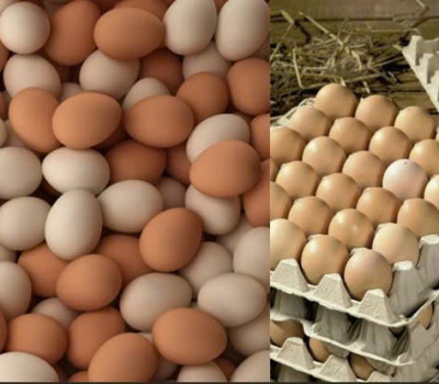 Nguồn cung cấp trứng gà, trứng vịt tươi mới cho đối tác sỉ lẻ