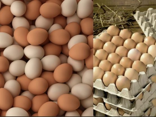Cung cấp lòng đỏ trứng muối, trứng bắc thảo ở quận 12 TPHCM